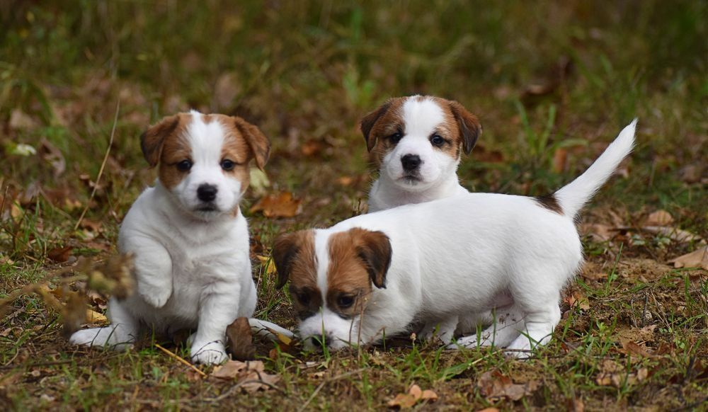 Jack Russell Terrier FCI ZKwP