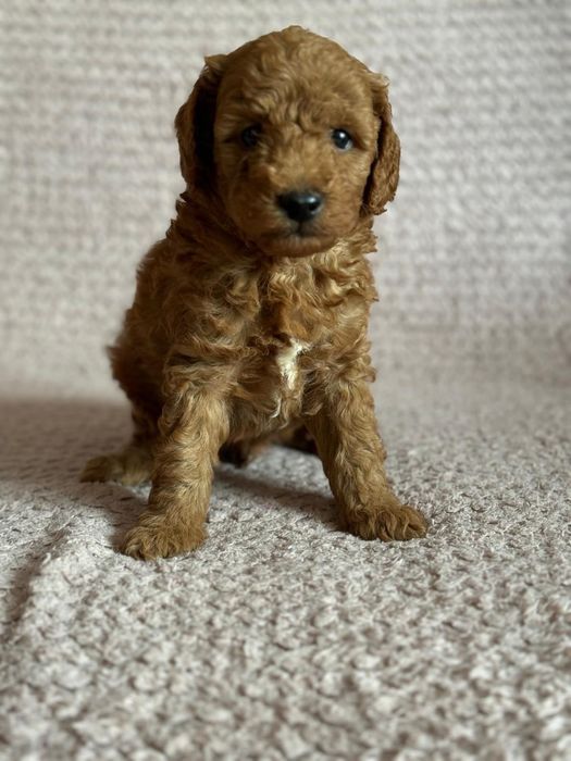 Pudel miniaturowy