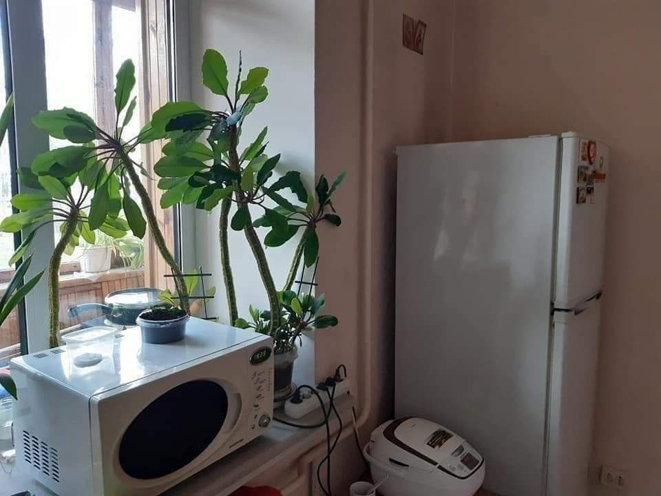 Диффинбахия каланхое алое замеокулькас фикус пальма стеллаж стул икеа