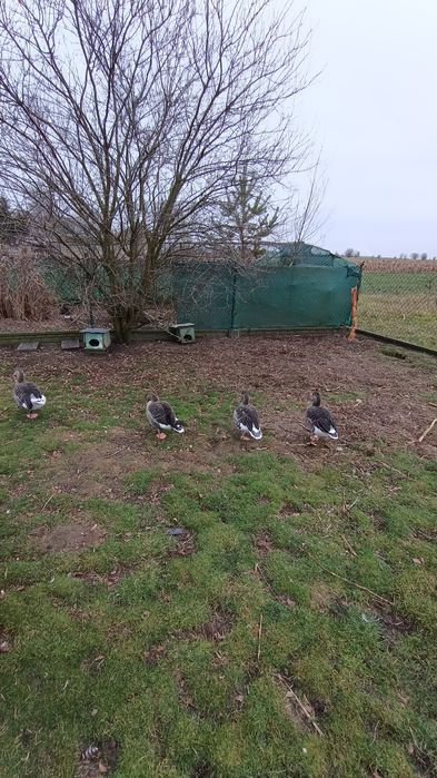 Gęsi gęgawy 2022/2023r