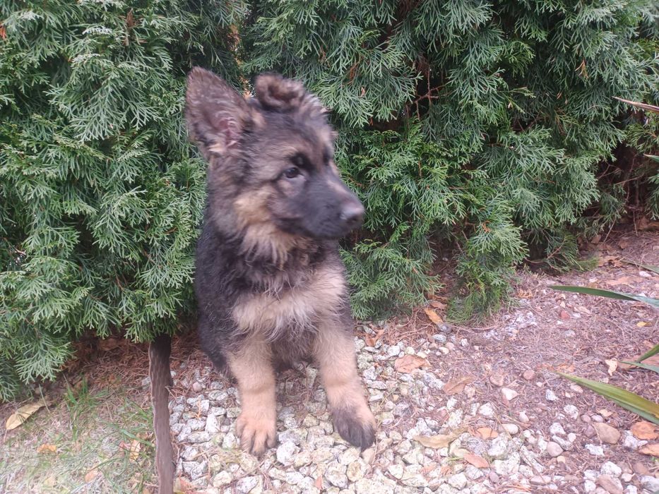 Owczarek niemiecki długowłosy