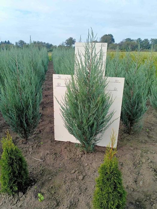 Туї, ялівець, дерен, бірючина, хакуро нішікі