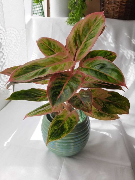 Аглаонема Salmon Fantazi.