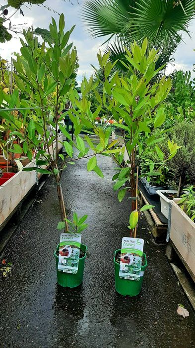 Yerba Mate, drzewko, ostrokrzew paragwajski, duże okazy!
