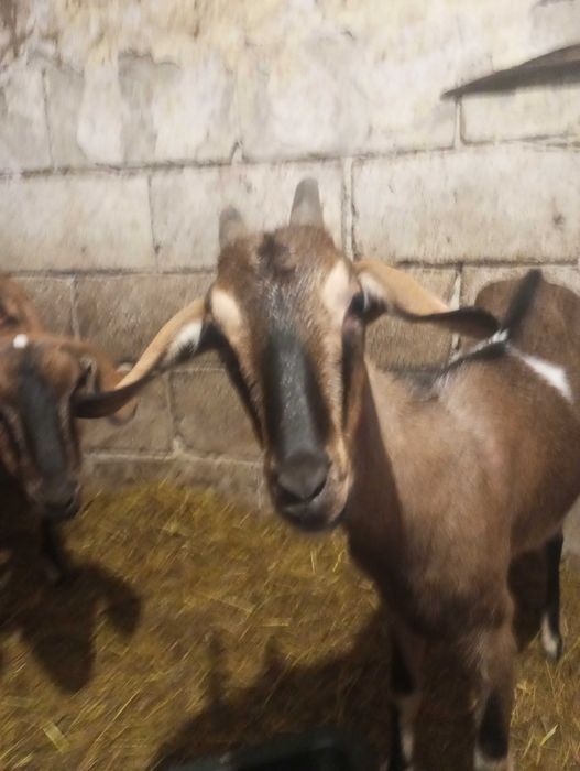 Koza mleczna po pierwszym wykocie