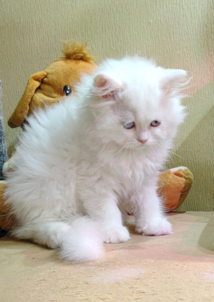 Білий хлопчик.  Пухнасте кошеня.  Котята