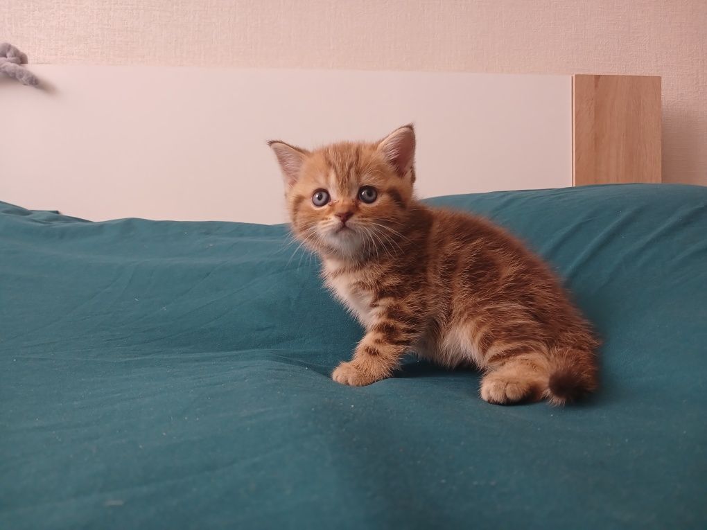 Продаються шотландські кошенята кольору табі.