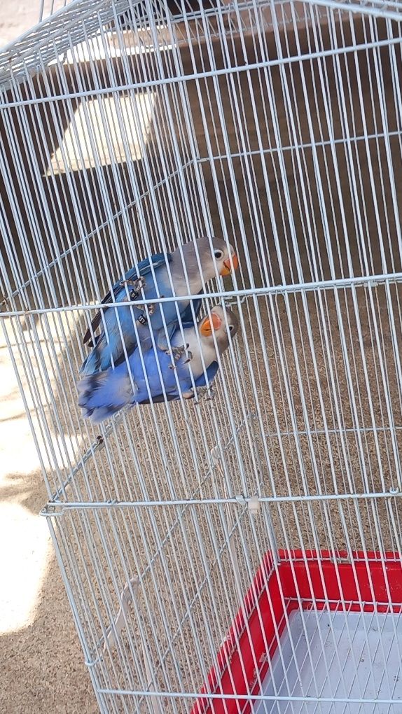 Disponivel agapornis femea