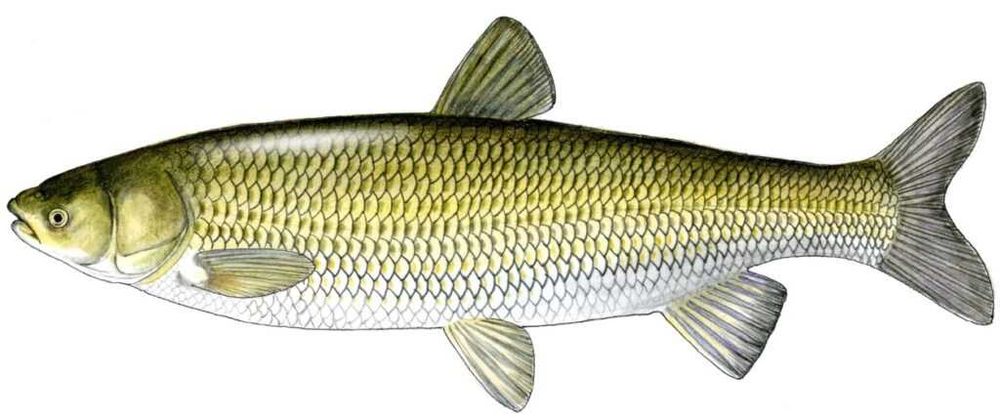 Sprzedam Amura handlowego