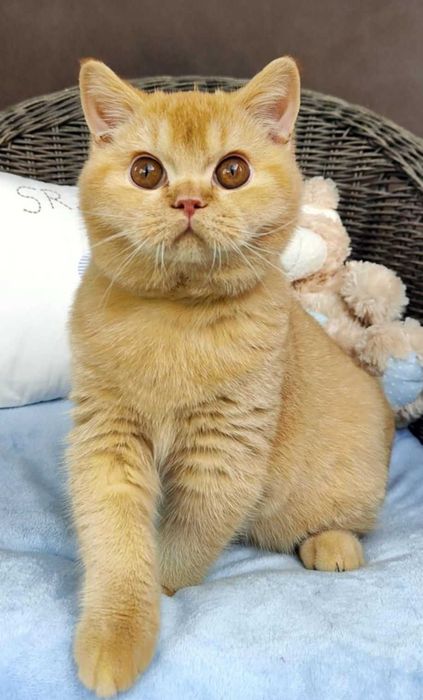 Kocurek Brytyjski rudy Prawdziwy rodowód FPL, FIFe gotowy do odbioru