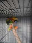 agapornis Red rumped