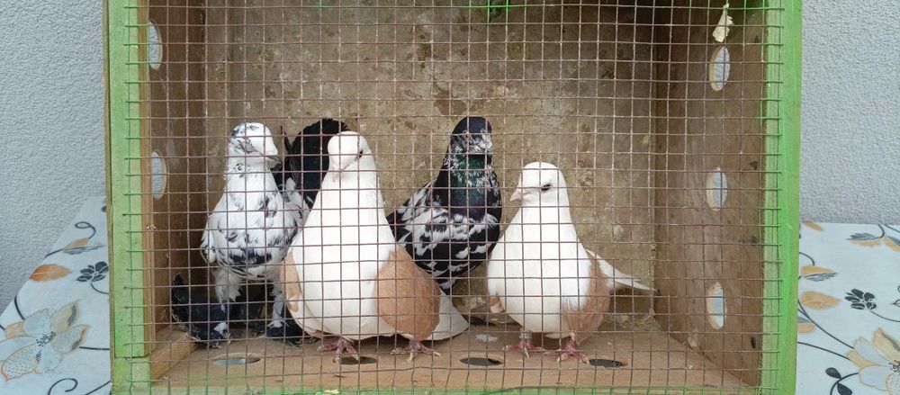 Gołębie ozdobne ładne