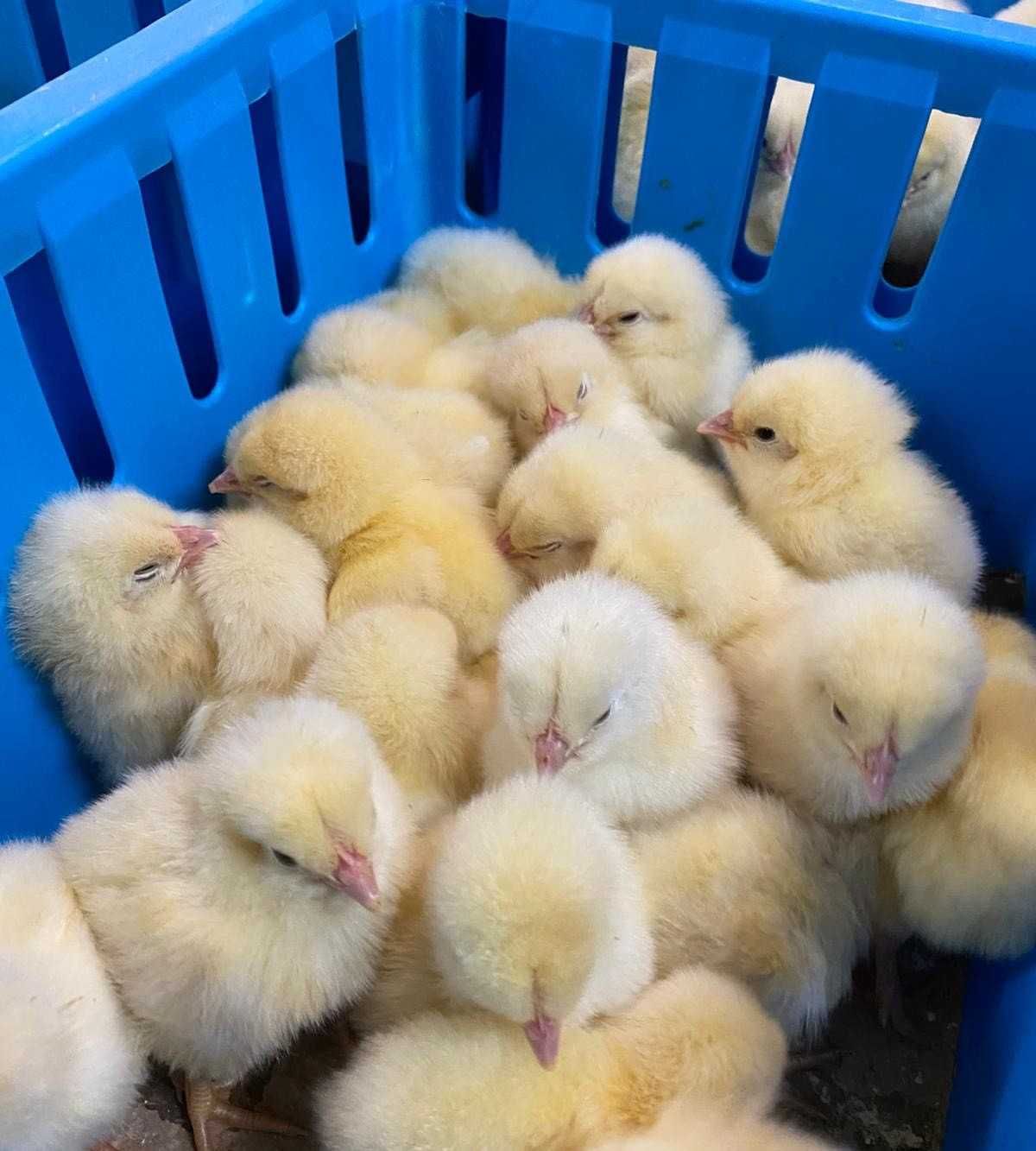 Kurczaki pisklęta nioski, mięsne, Leghorn, Greenshell, Sussex, Rosa