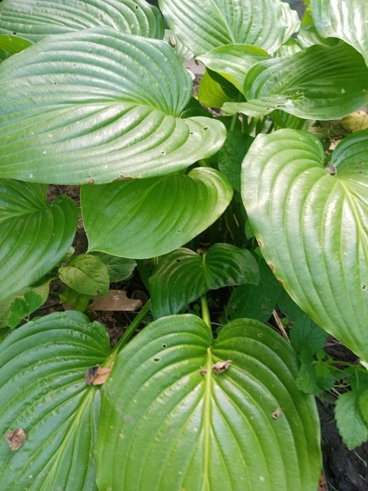 Біла лилия (Хоста) багаторічна