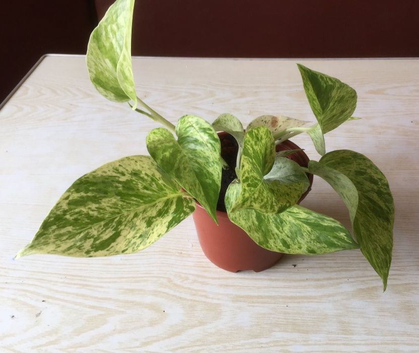 Сциндапсус Marble Queen ( Марбл Квин)