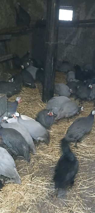 Продаю цесарок 2024,2025 рік народження!