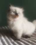 Ragdoll Kocurek Seal Point-odbior sierpień