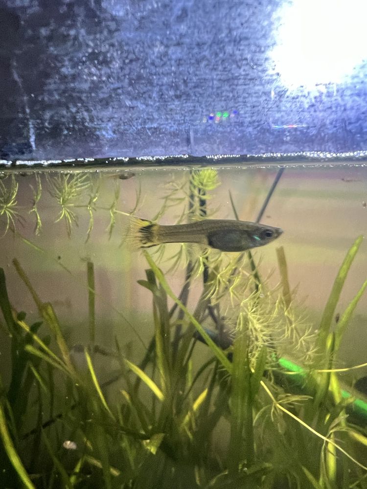 Juvenis e Alevinos de Endler/Guppy