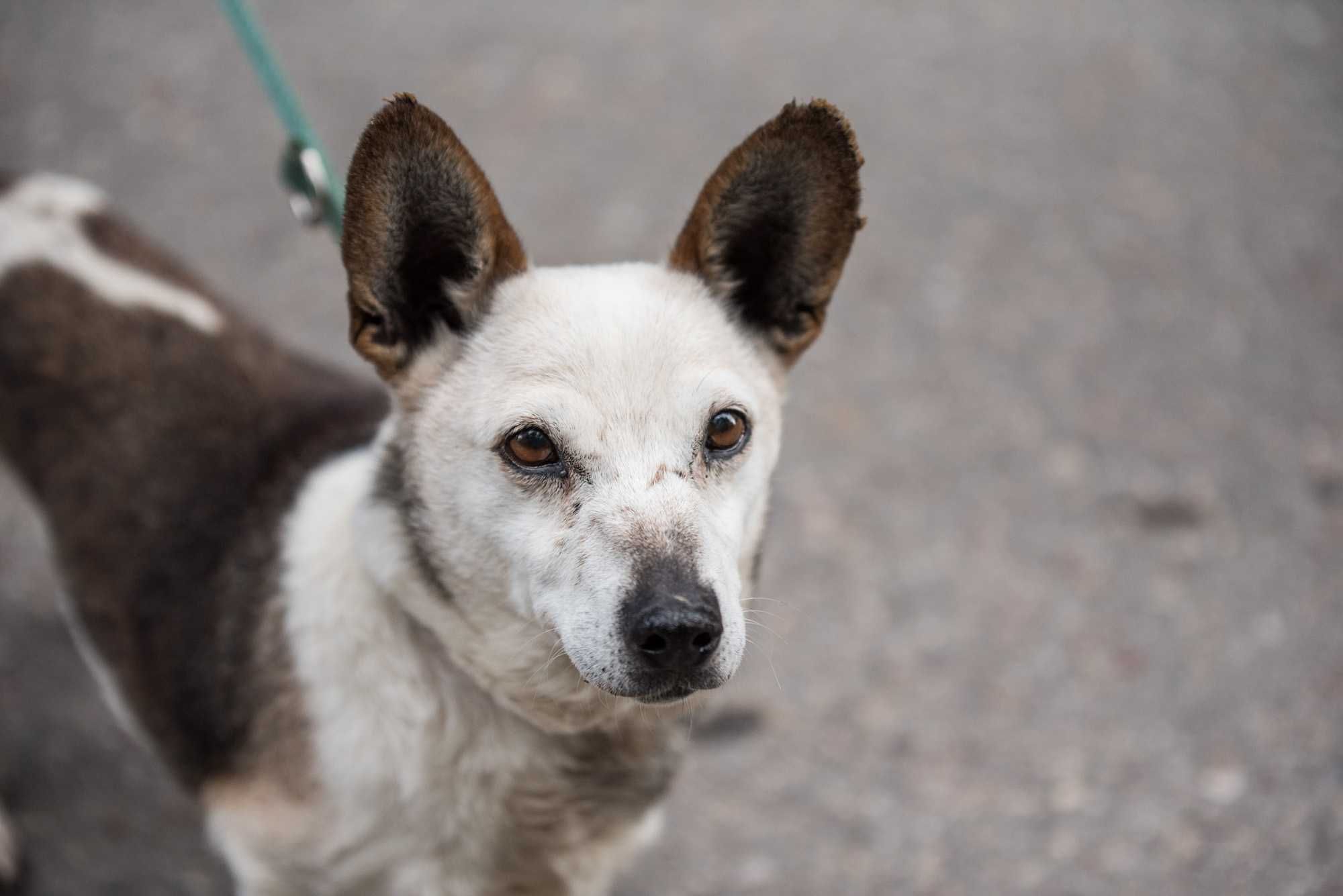 LOJA - cudowna dojrzała łagodna sunia do adopcji