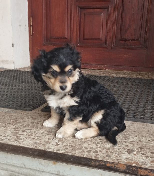 Милі собачки маленької породи.