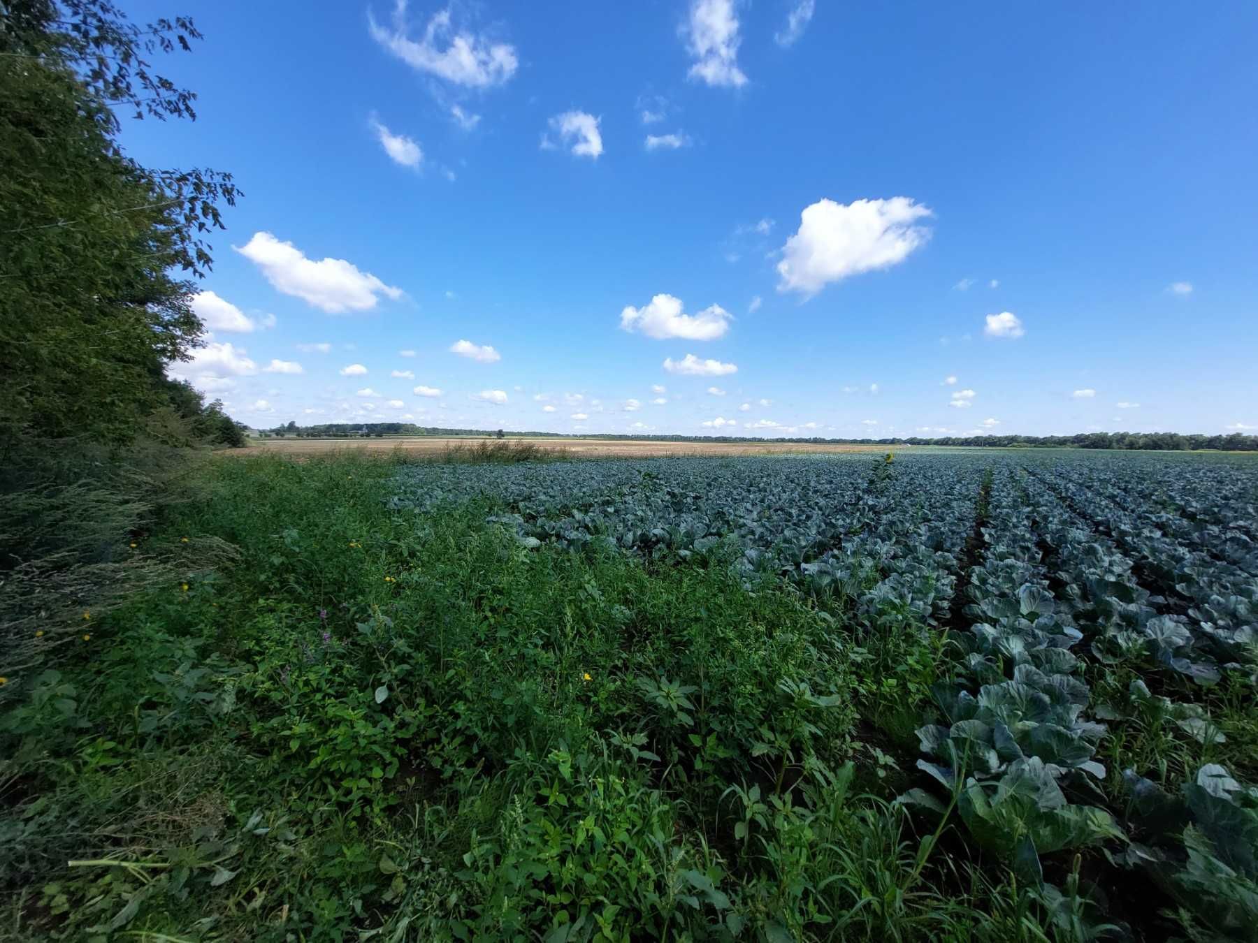Продається земельна ділянка в с. Писарівка 5180