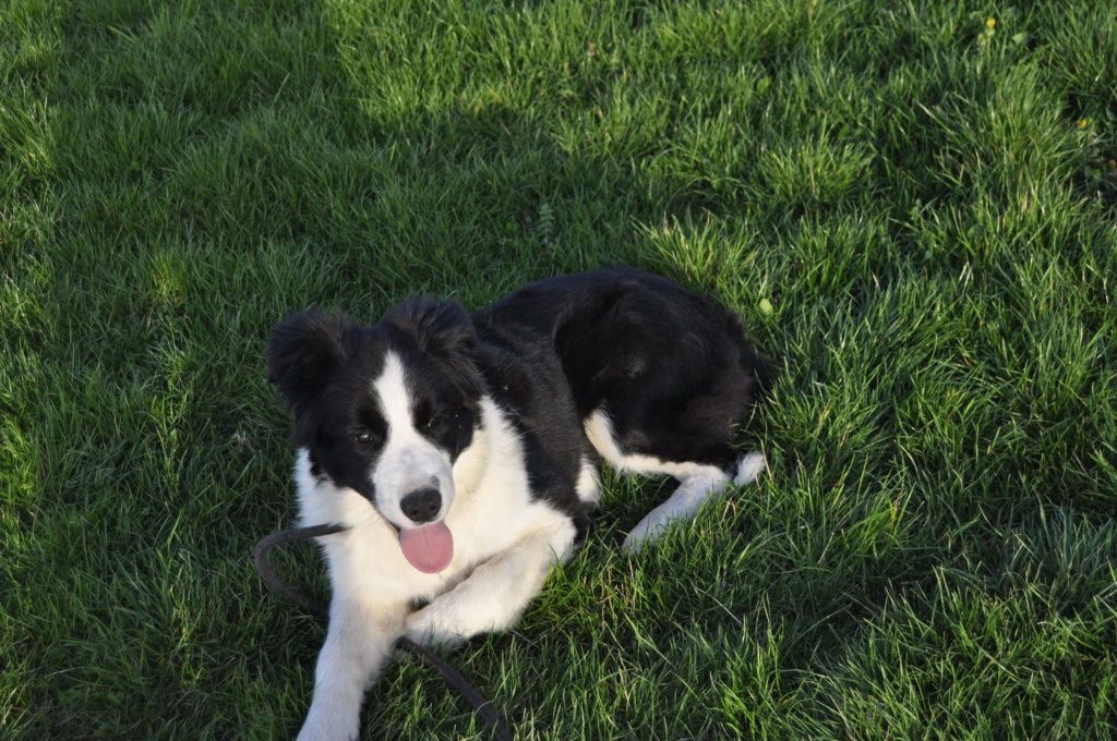 Border collie FCI