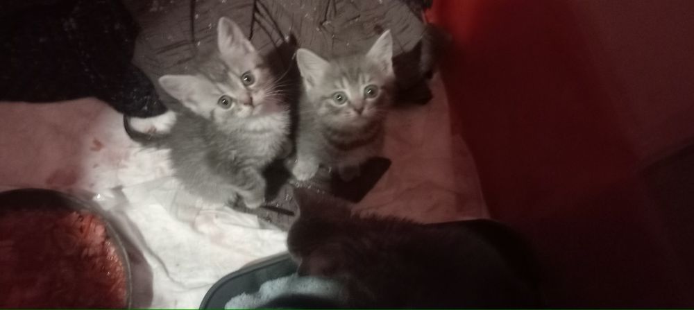 Віддам кошенят безкоштовно