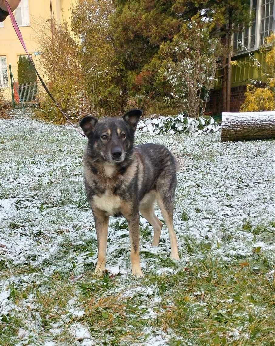 Dżeki, duży piesek do adopcji