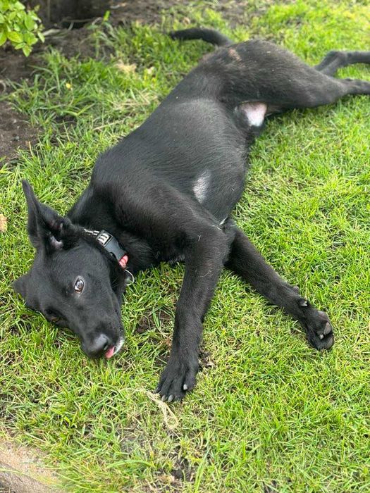 Przyjacielski 1,5roczny  psiak szuka domu adoptuj
