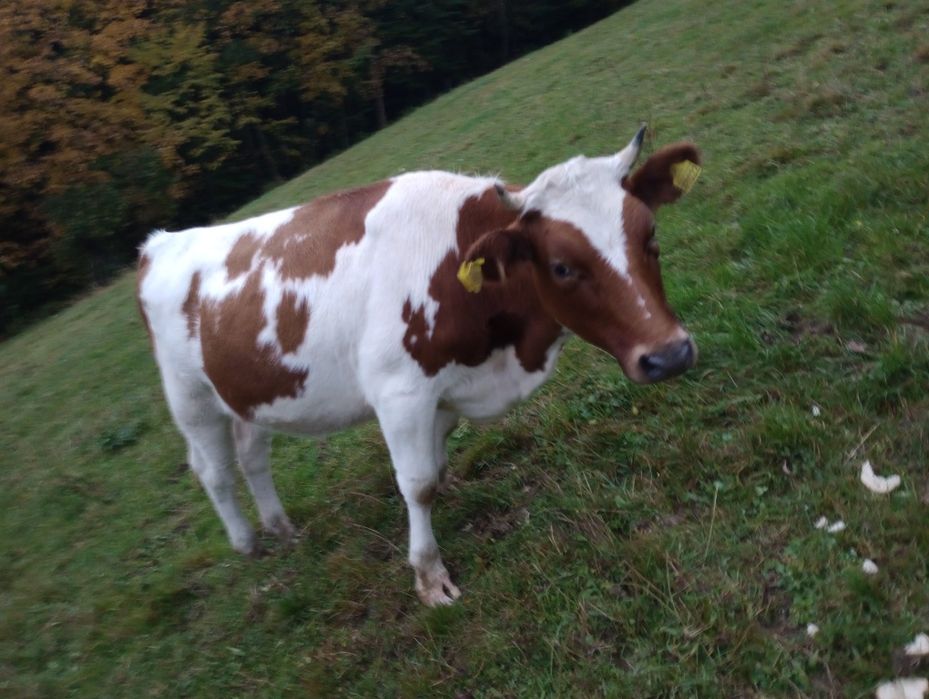 Sprzedam cielną jałówkę