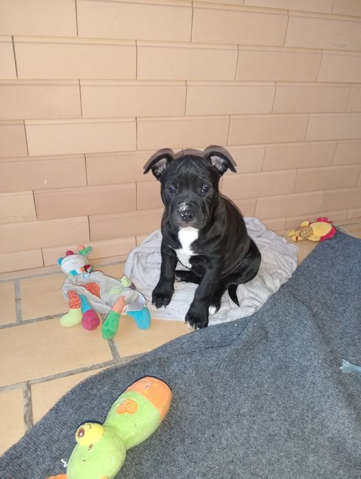 Cachorros com 2 meses