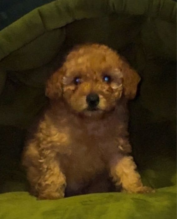 Хлопчик той , буде маленьким