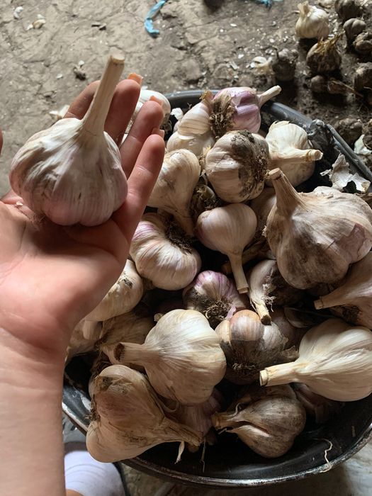 Продам Часник різної фракції, деталі за телефоном