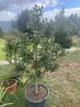 Azevinho,acer,palmeira