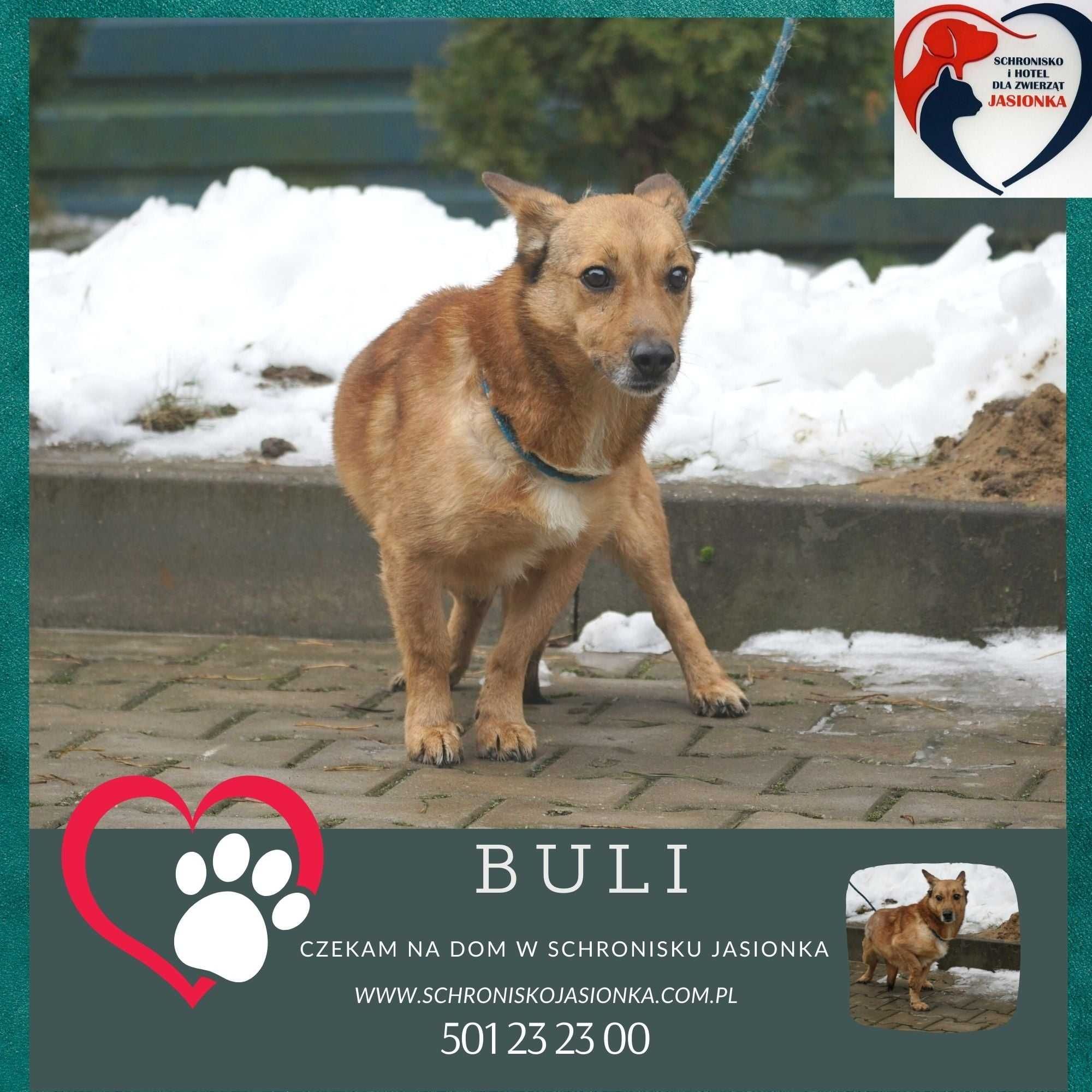 Buli-do adopcji schronisko