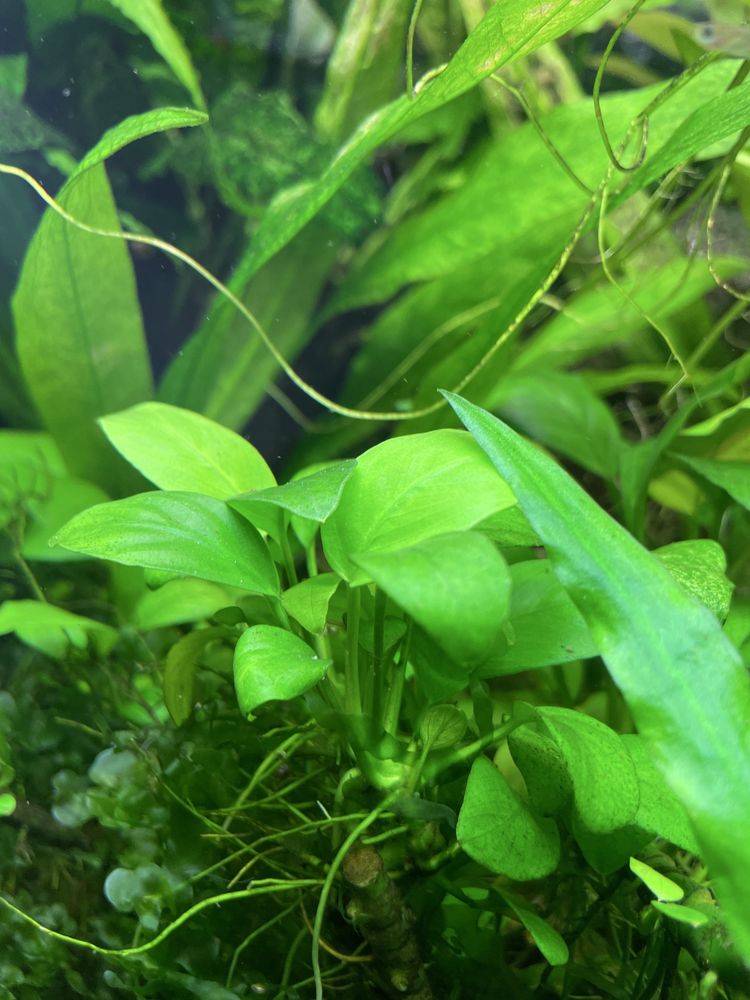 Amazonka roslina roslinka akwariowa watrobowiec microzorium