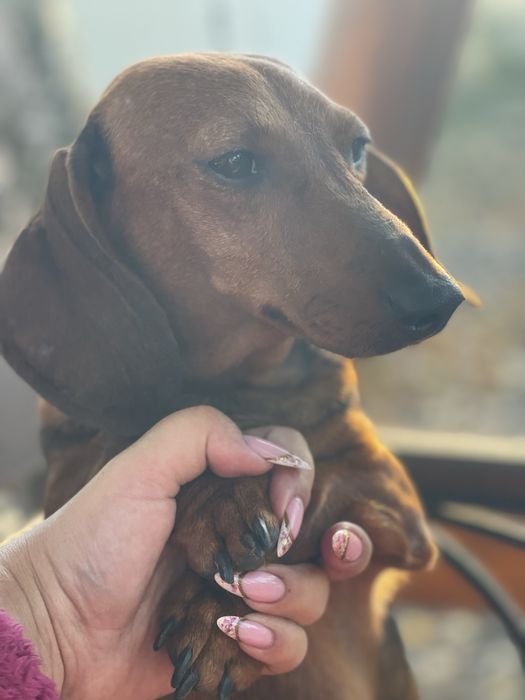 Девочка такса в семью