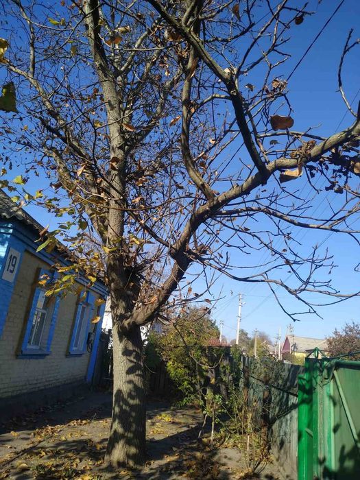 Віддам під спил дві деревини горіха на дрова