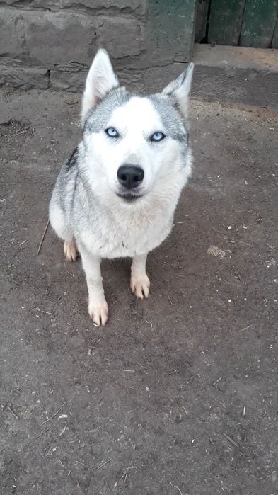 Віддам безкоштовно Хаскі
