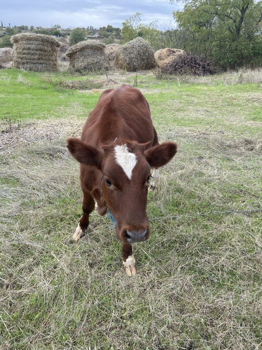 Продам тёлочку в хазяйство