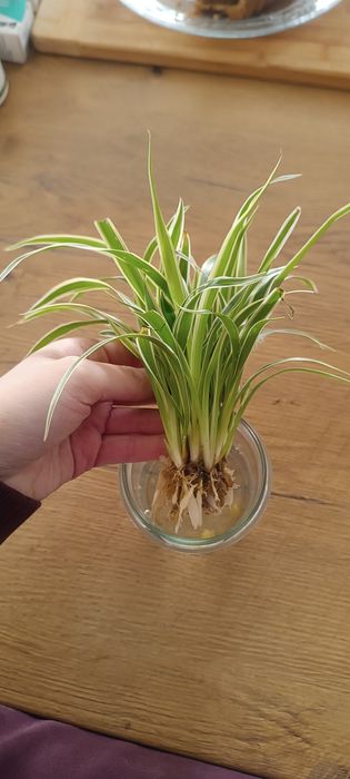 Chlorophytum bichetii zielistka