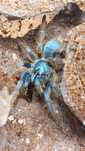 Ptasznik samica Ornithoctoninae sp. Vietnam silver 3.5dc
