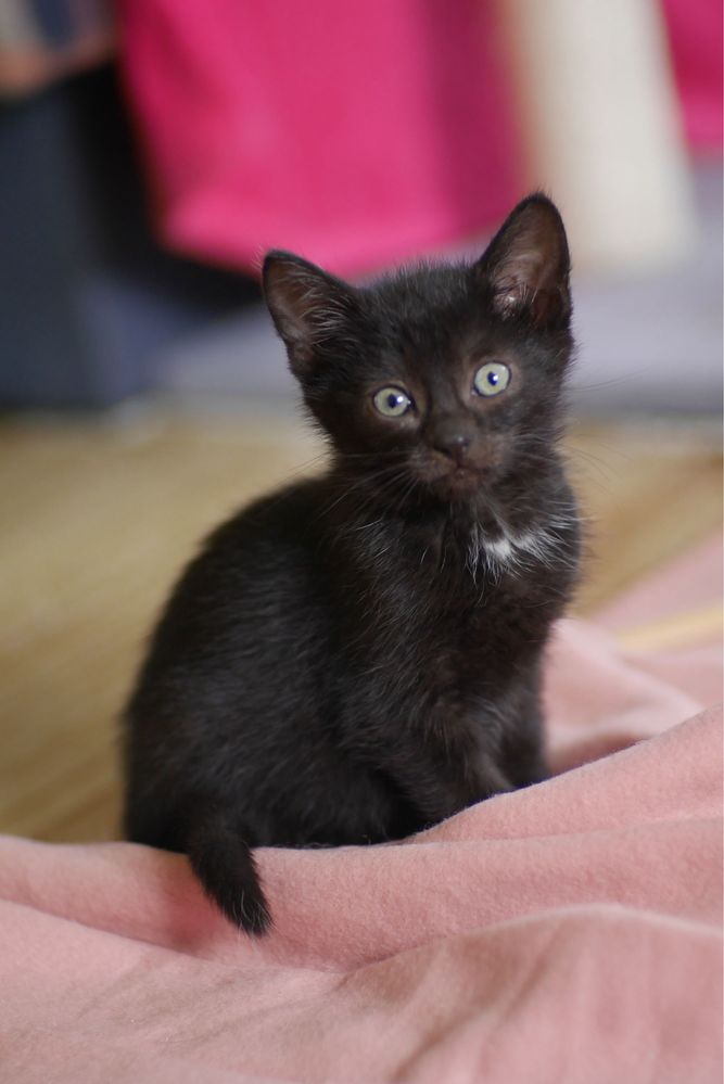 Małe cudo do adopcji