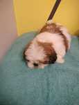 Piesek rasy Shi tzu