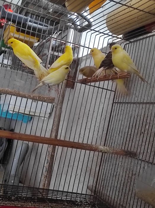 Machos e fêmeas deste ano