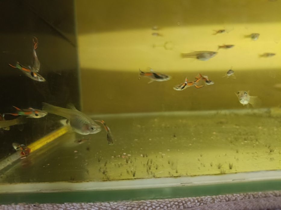 Głupik endler samce