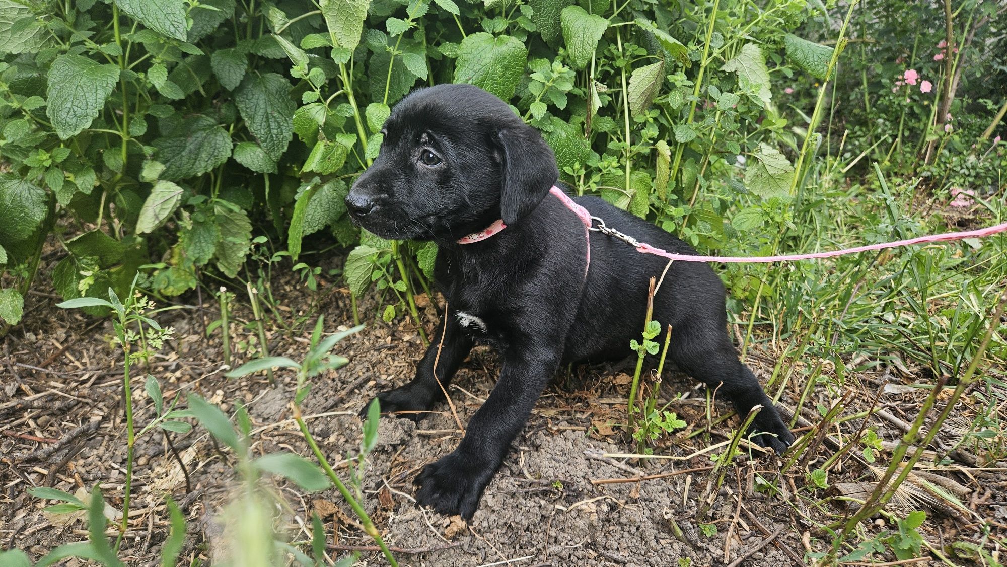 Цуценя шукає дім! Дівчинка, 1,5 місяці. Стерилізуємо!