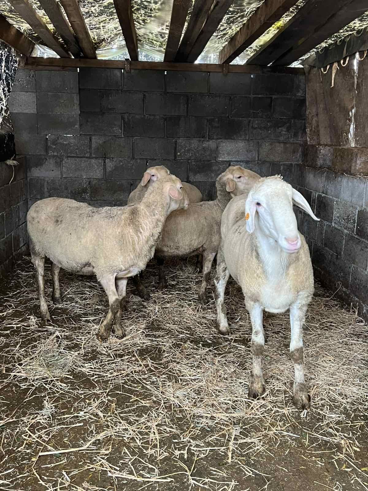 Продам овець породи мериноландшафт німецький .