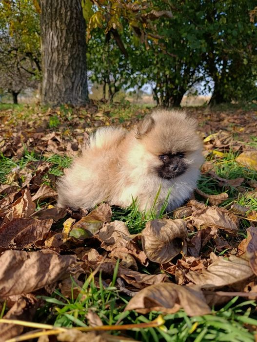 Szpic miniaturowy pomeranian piesek