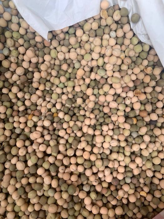 Продам горох 9500